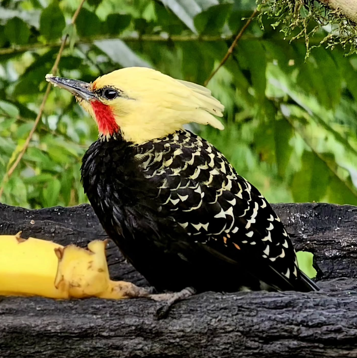 Blond-crested woodpecker with a yellow head and red cheek perched beside a banana in tropical forest.