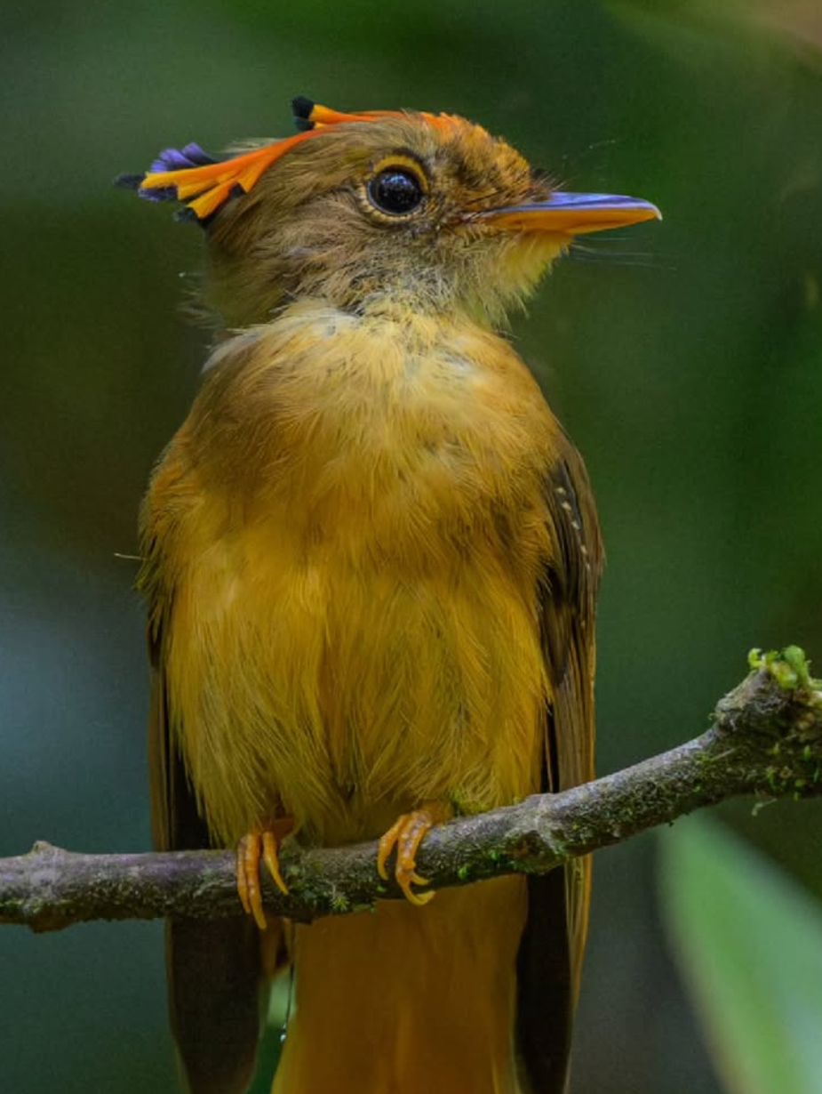 Amazonian royal flycatcher perched on a branch with its distinctive orange, yellow, and purple-tipped crest partly raised.