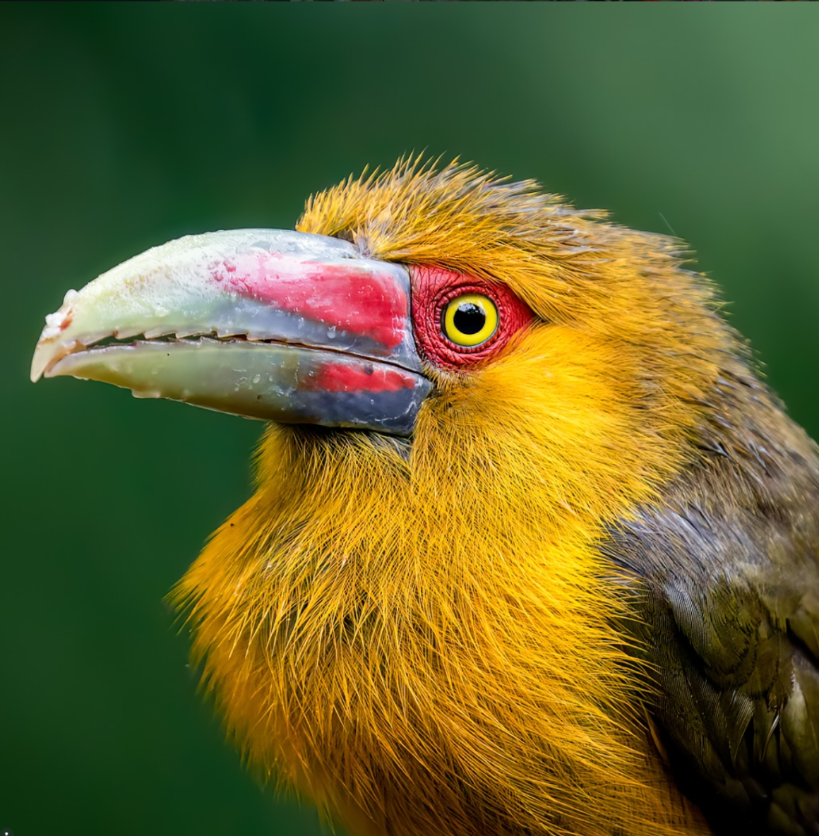 Close-up of a saffron toucanet with golden-yellow plumage, a bright yellow eye, red eye patch, and large colorful bill.