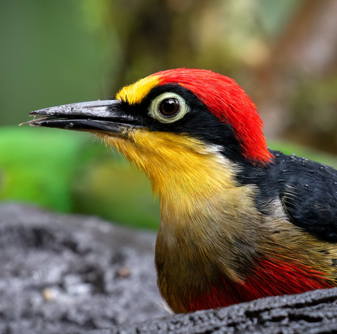 Yellow-fronted woodpecker with a vivid red crown, yellow forehead and throat, and black facial markings.