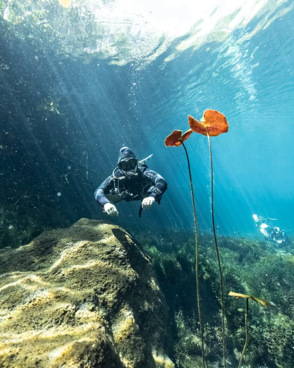 Scuba diver exploring a sunlit cenote near Tulum, Mexico, surrounded by submerged rocks and aquatic plants.
