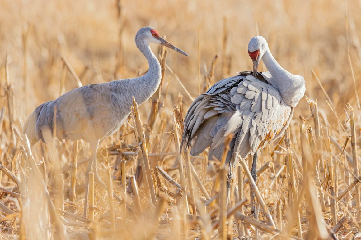 The Sandhill Crane Migration