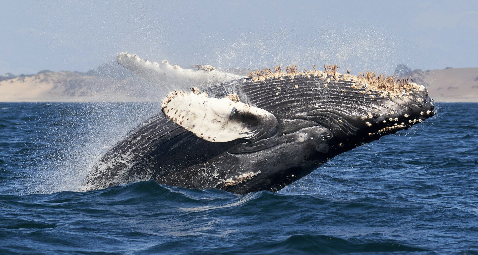 whale watching USA