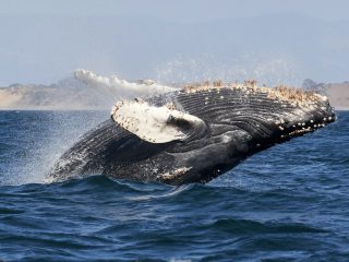 whale watching USA