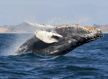 whale watching USA