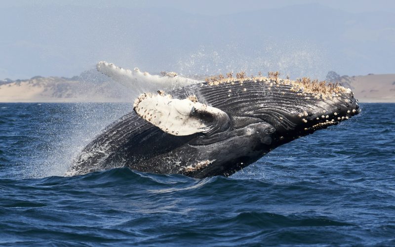 whale watching USA