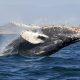 whale watching USA