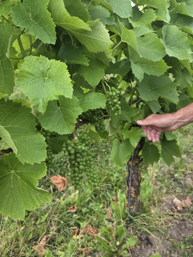 Danish wine
