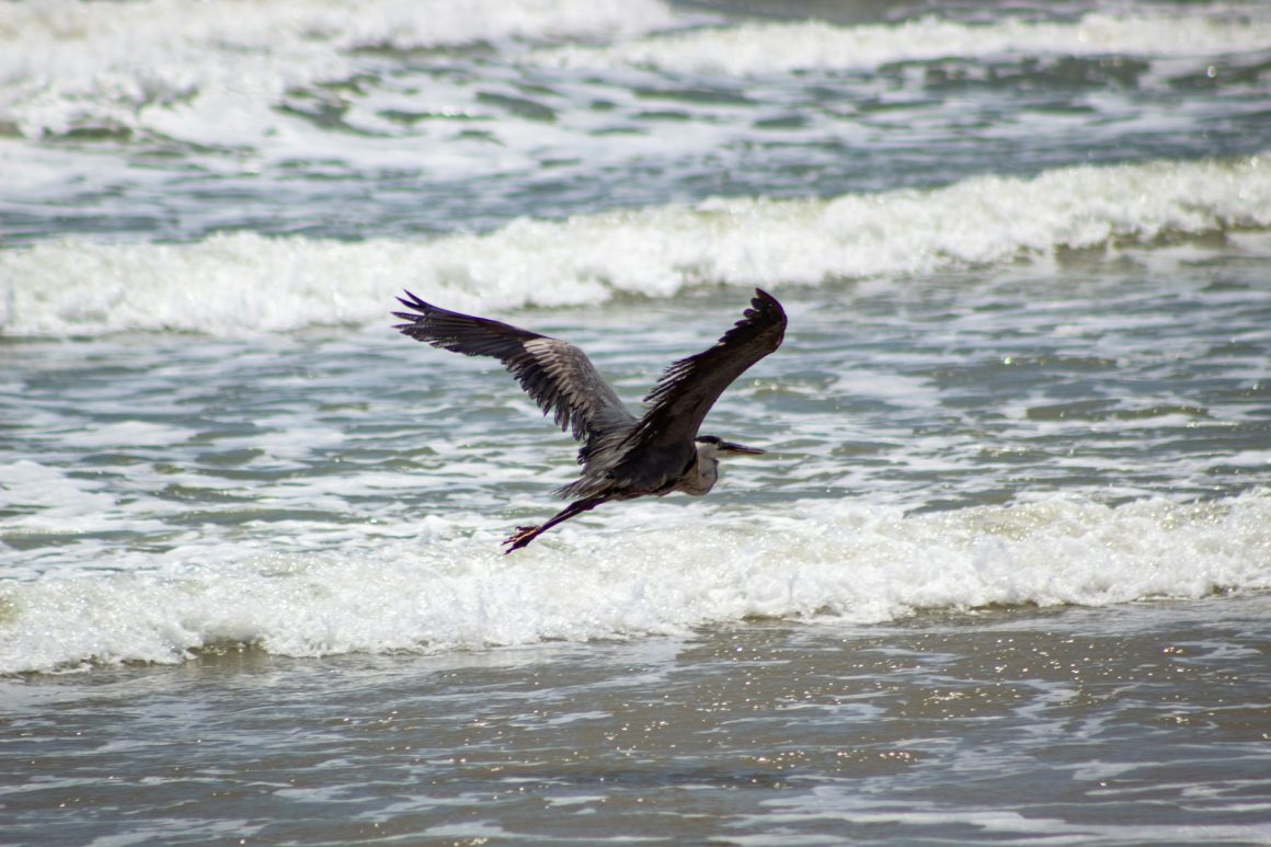 Padre Island National Seashore