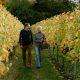 Stokkebye-family and danish wine