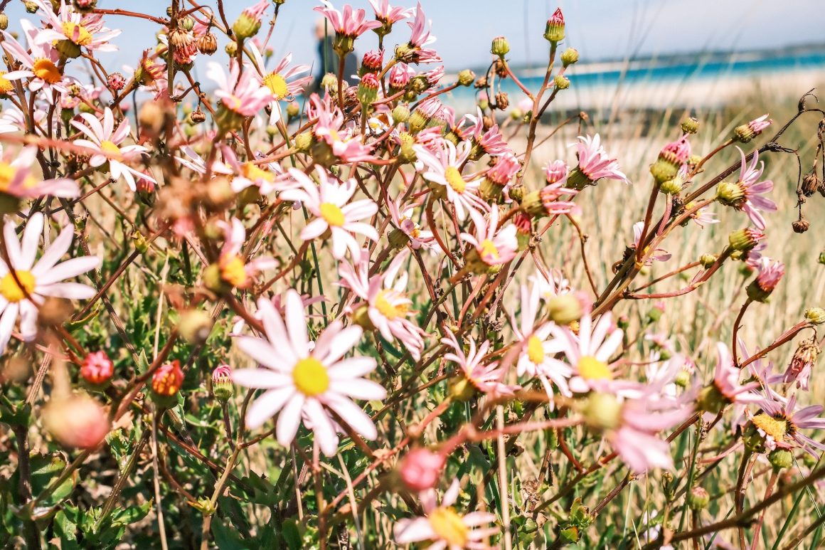 Tresco beach and flora