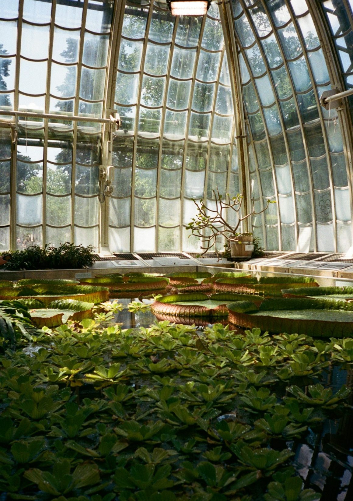 Botanical Garden of the University of Vienna
