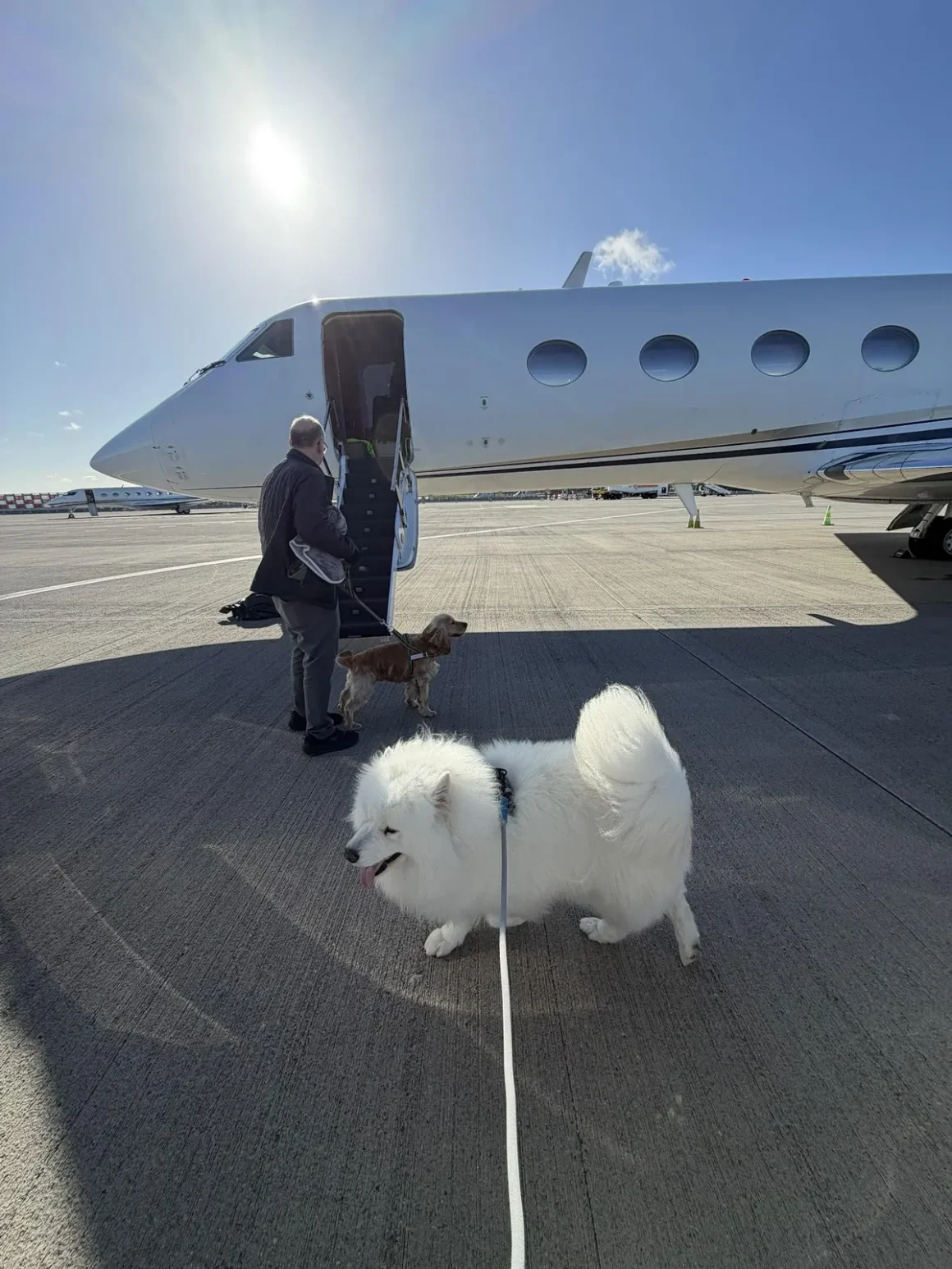 samoyed-boarding-k9-jets-private-jet-dublin