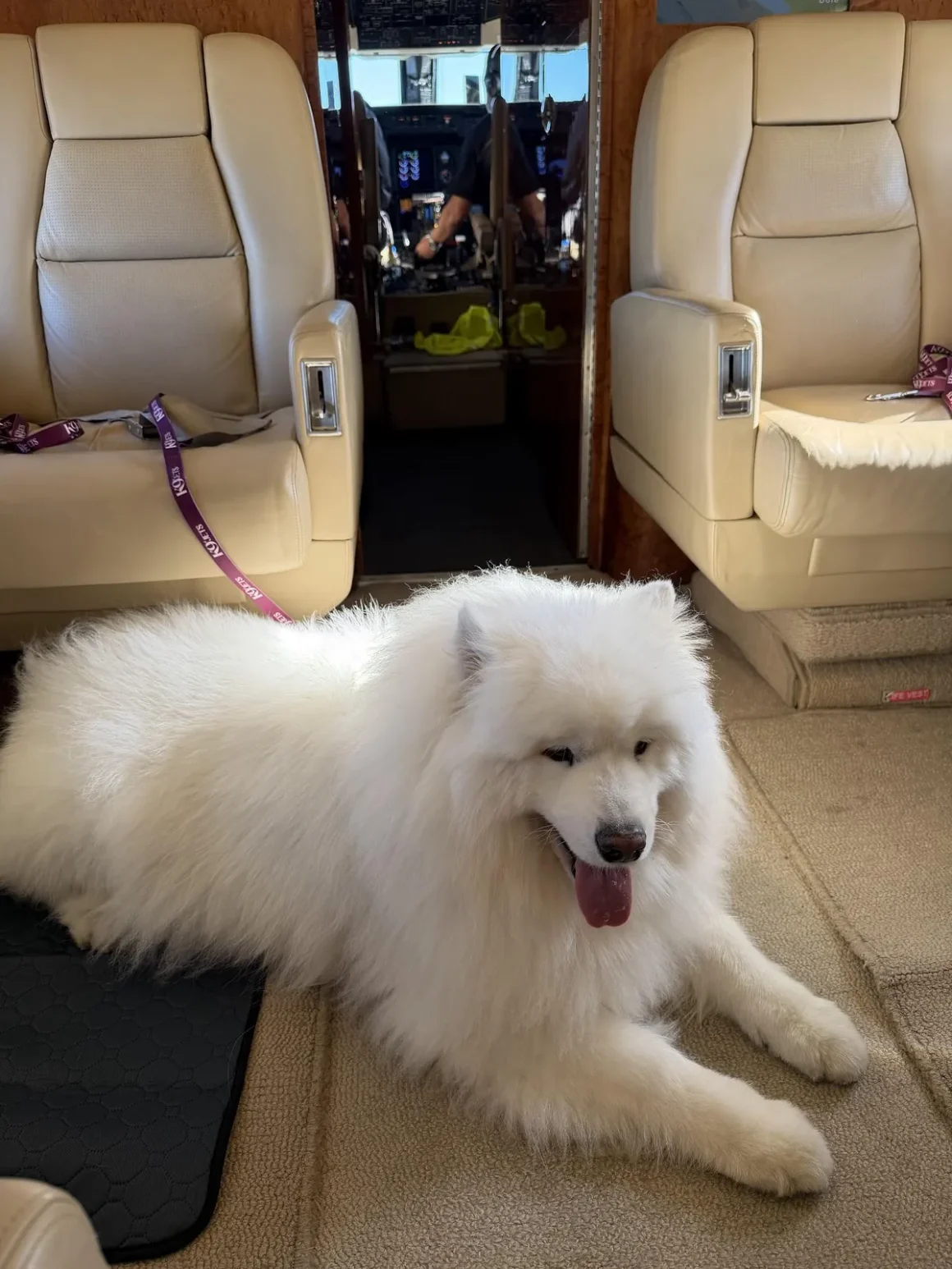 samoyed-lying-private-jet-aisle