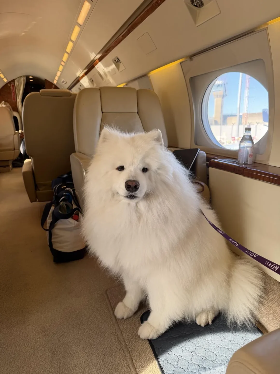 samoyed-sitting-k9-jets-cabin-window